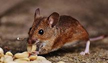 railcar-and-freight-pest-control Experts in Goshen